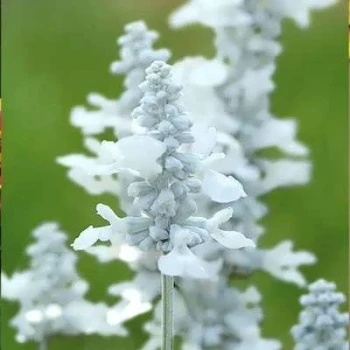 بذر گل سلوی (مریم گلی) پابلند گلریز پرگل سفید 1 گرمی