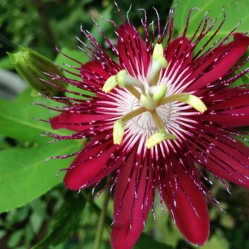 بذر پیچ گل ساعتی زرشکی 5 عددی 