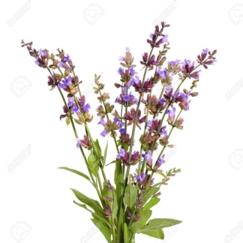  بذر مریم گلی ترکه ای 1گرم 
