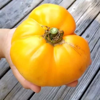 بذر گوجه فرنگی خرمالو 10 عددی