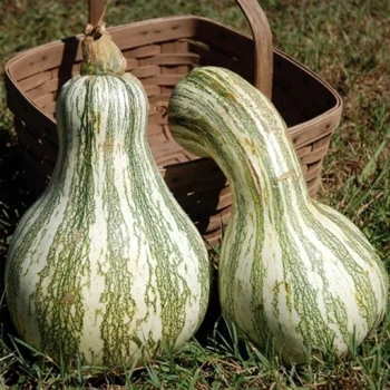بذر کدو تنبل گلابی سبز 5 عددی 