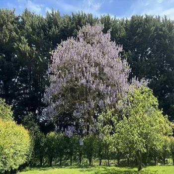 بذر پالونیا 0.5 گرمی