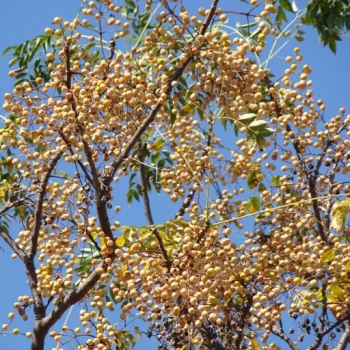 بذر چاینا بری 2 عددی 