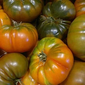 بذر گوجه فرنگی موچامیل سبز 5 عددی 