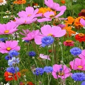 بذر میکس گل های ژاپنی 1 گرم 