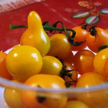 بذر گوجه گلابی نارنجی 20 عددی 