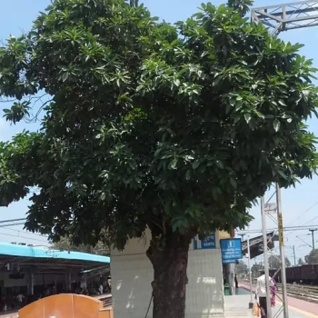 بذر توت هندی 5 عددی 