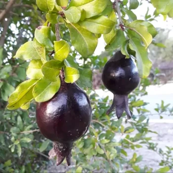 بذر انار سیاه 10 عددی 