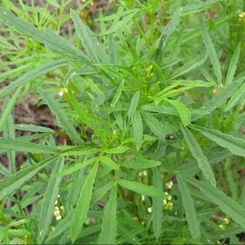 بذر نعنا سیاه 20 عددی 