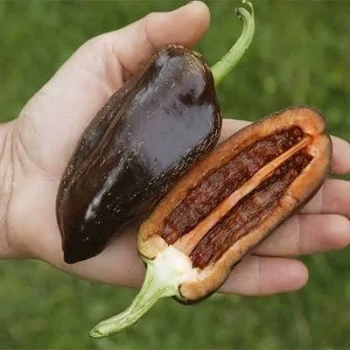 بذر فلفل پاپریکا شکلاتی 25 عددی