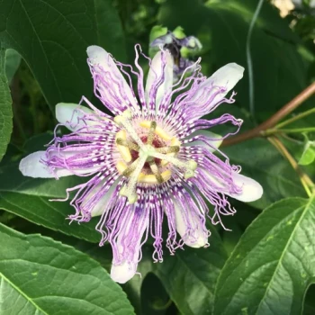 بذر پیچ گل ساعتی یاسی 5 عددی 