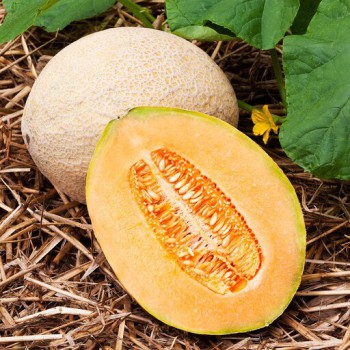 بذر طالبی جامبو 10 عددی 