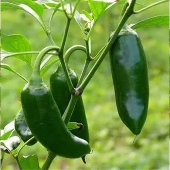 بذر فلفل پاپریکا سبز شیرین 25 عددی