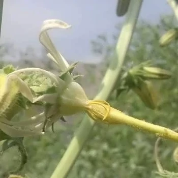 بذر گل شکافته 10 عددی