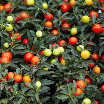 بذر گوجه زینتی 10 عددی