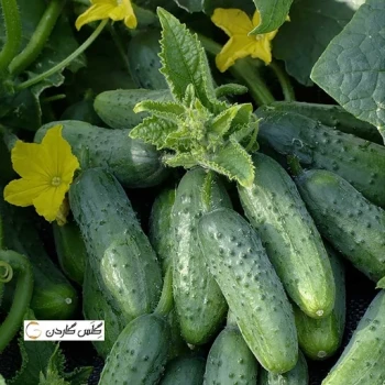 بذر خیار سبز معطر خاردار هیبرید 10 عددی 