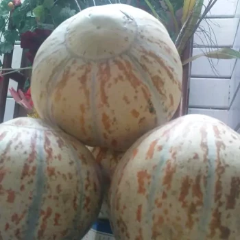 بذر خربزه تیل آتشی 20 عددی 
