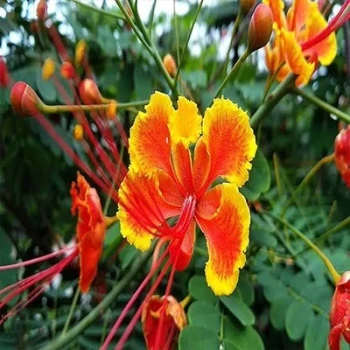 بذر گل پرطاوسی 1 گرمی