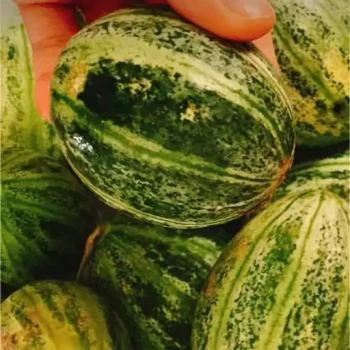 بذر کمبوزه 10 عددی 