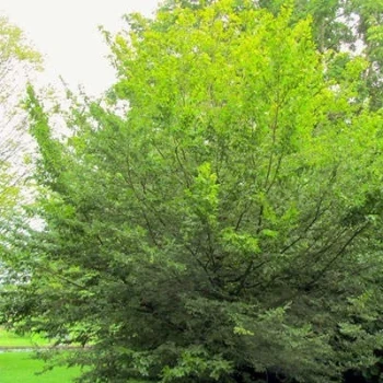 بذر خرمالوی آمریکایی 3 عددی