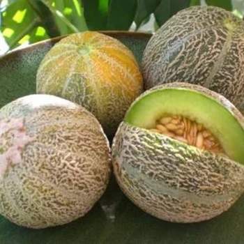 بذر طالبی راک فورد سبز  10 عددی 
