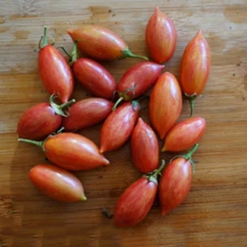 بذر گوجه زیتونی سیاه تایگر 10 عددی 