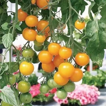 بذر گوجه چری زرد آویز 25 عددی