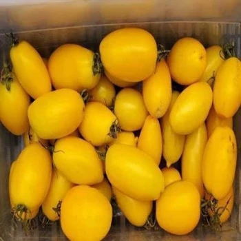 بذر گوجه زیتونی زرد درشت درختی 15 عددی