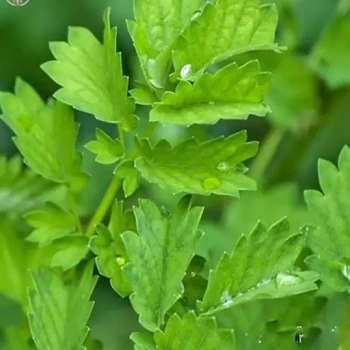بذر سالاد برنت (توت روباهی) 20 عددی 
