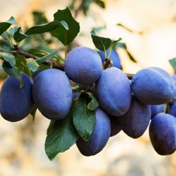 بذر آلو خرمایی 5 عددی 