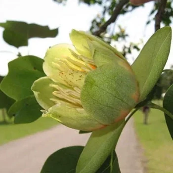 بذر درخت لاله 3 عددی