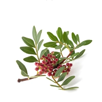 بذر پسته چینی 5 عددی 