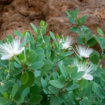 بذر کور گوشتی 10 عددی
