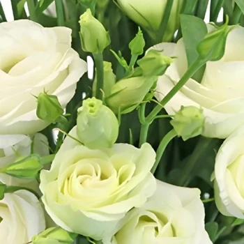 بذر گل لیسیانتوس سفید 10 عددی