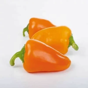 بذر فلفل پاپریکا نارنجی 25 عددی