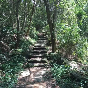 بذر کدوی سرخ پوش 5 عددی 