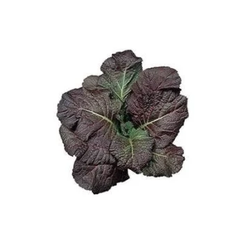 بذر اسفناج ژاپنی قرمز 50 عددی