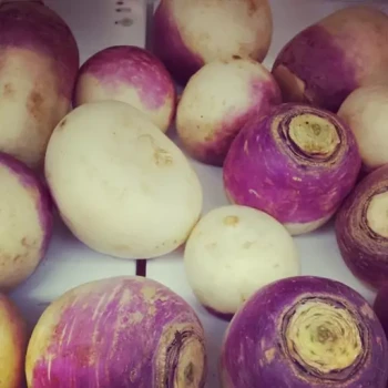 بذر چغندر لبویی 20  گرم