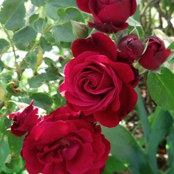 بذر رز رونده قرمز 5 عددی