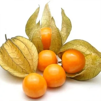 بذر فیسالیس غول هندی 10 عددی