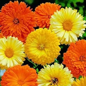 بذر گل همیشه بهار پاکوتاه پرپر مخلوط زرد و نارنجی 1 گرمی