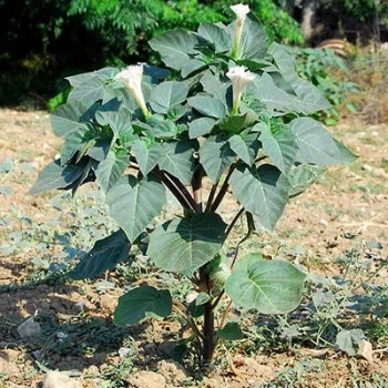 بذر داتوره تماشایی 20 عددی