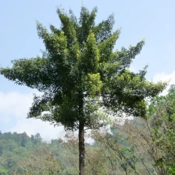 بذر گارسینیا کامبوجیا 1 عددی 