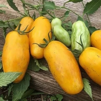 بذر گوجه فرنگی موزی 25 عددی