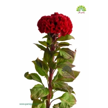 بذر تاج خروس چتری گلدانی قرمز 1 گرم 