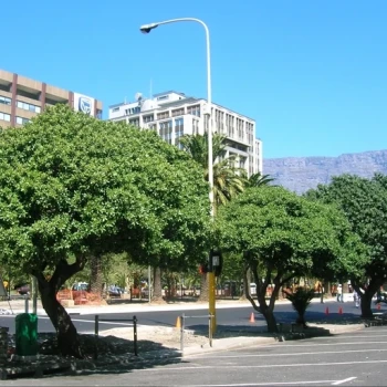 بذر درخت سایدریکسولون 2 عددی 