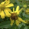 بذر گل پروانه ای (وربسینا) 1 گرم 