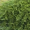 بذر مایمرز 10 عددی