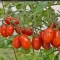 بذر گوجه چری کشیده قرمز 25 عددی