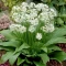 بذر سیر وحشی یا سیر خرسی 10 عددی 